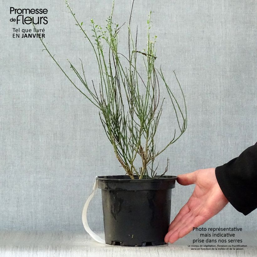 Retama negra La Coquette - Cytisus scoparius Maceta 2L/3L Ejemplar entregado en invierno
