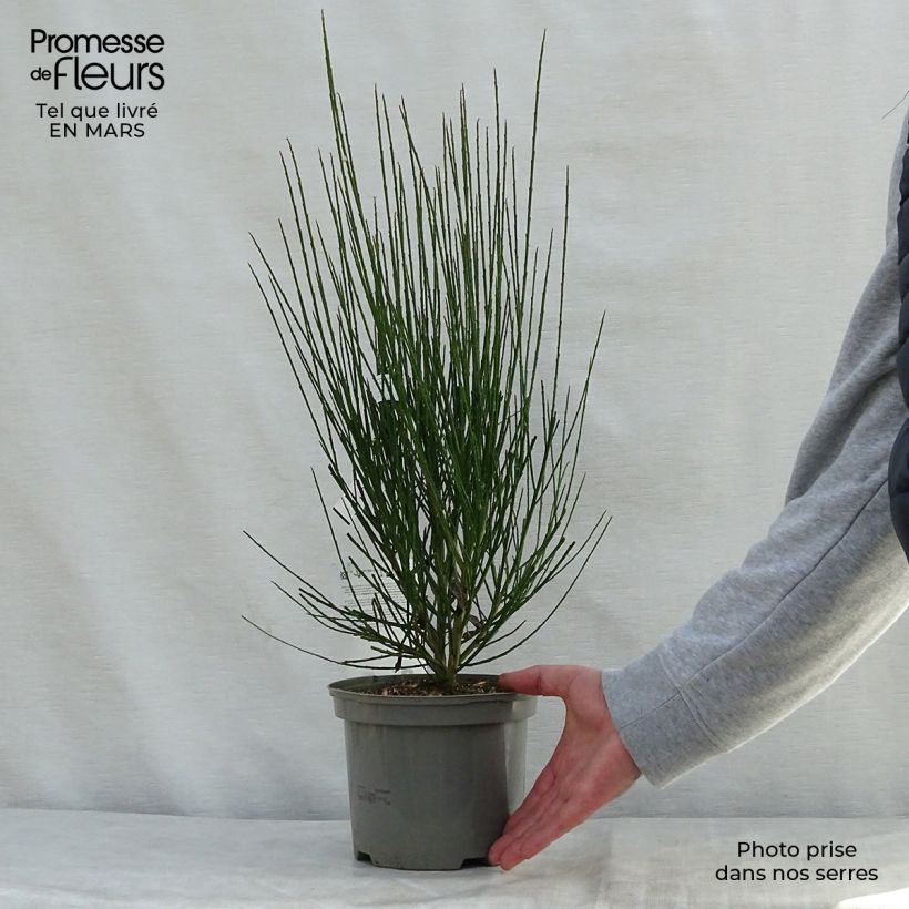 Retama negra Cytisus Lena - Cytisus scoparius Maceta 2L/3L Ejemplar entregado en la primavera