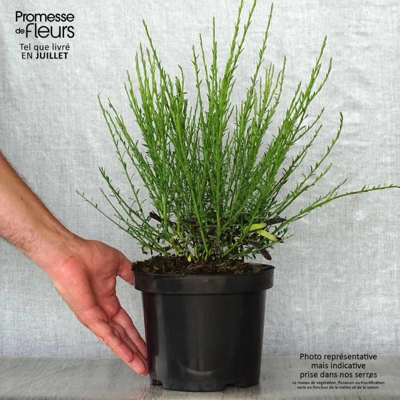 Ejemplar de Retama negra Cytisus Lena - Cytisus scoparius Maceta 2L/3L entregado en verano