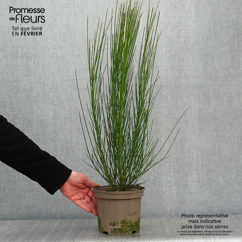 Retama negra Cytisus Lena - Cytisus scoparius Maceta 2L/3L Ejemplar entregado en invierno