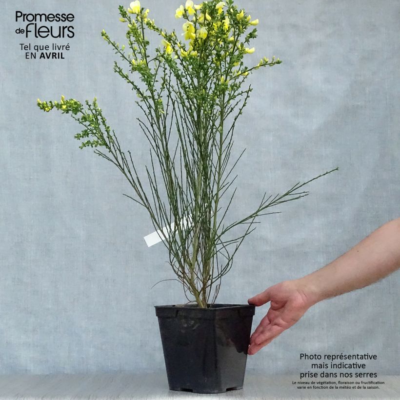 Retama negra Luna - Cytisus scoparius Maceta 2L/3L Ejemplar entregado en la primavera