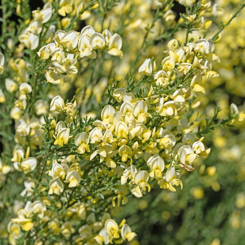 Retama negra Luna - Cytisus scoparius (Floración)