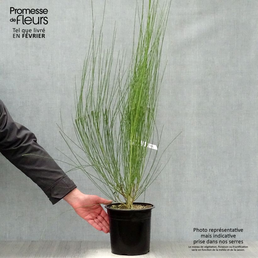 Retama negra Moyclare Pink - Cytisus scoparius Maceta 4L/5L Ejemplar entregado en invierno