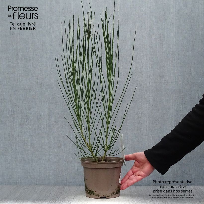 Retama negra Roter Favorit - Cytisus scoparius Maceta 2L/3L Ejemplar entregado en invierno