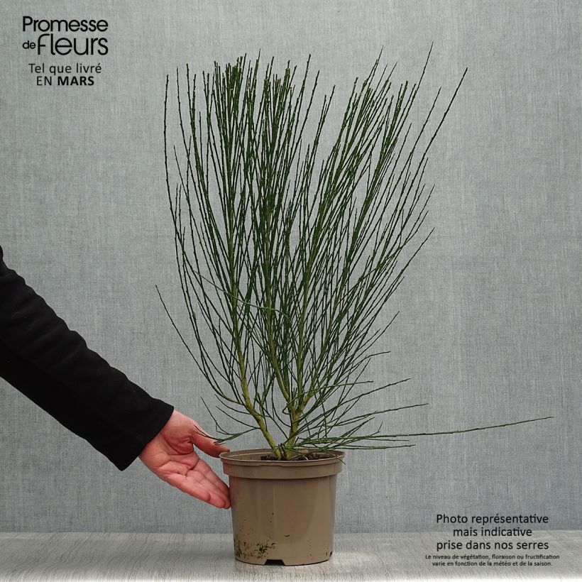 Retama negra Roter Favorit - Cytisus scoparius Maceta 2L/3L Ejemplar entregado en la primavera