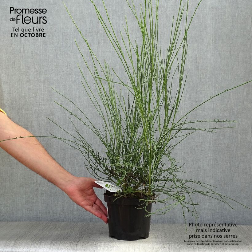 Ejemplar de Retama negra Vanesse - Cytisus scoparius Maceta 2L/3L entregado en otoño