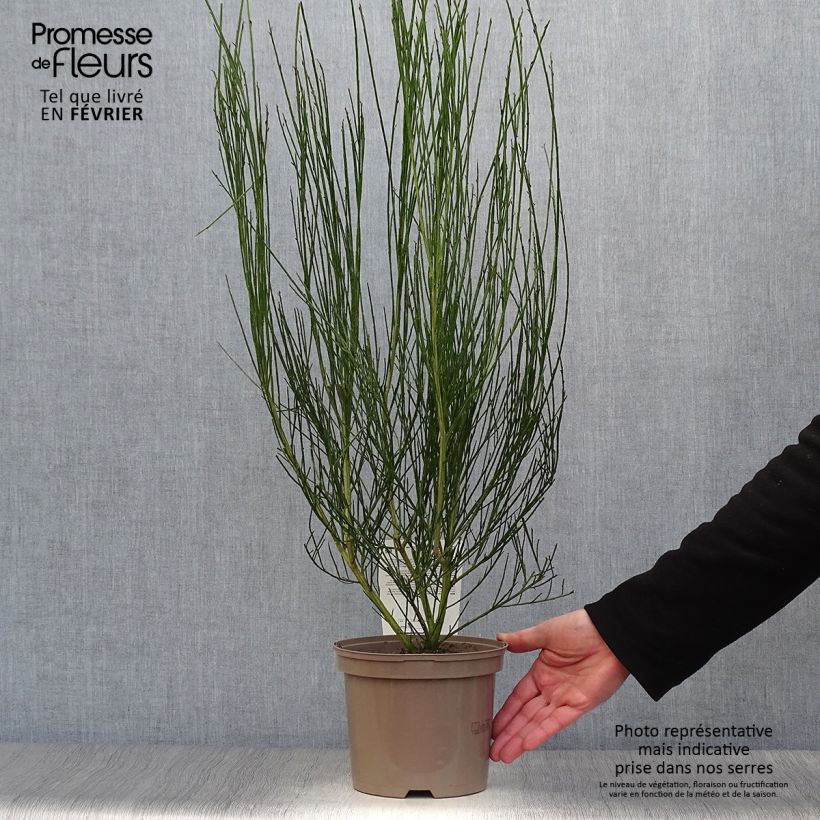 Retama negra Vanesse - Cytisus scoparius Maceta 2L/3L Ejemplar entregado en invierno