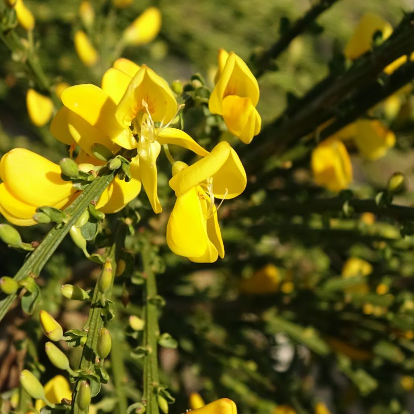 Retama negra Golden Tears - Cytisus scoparius (Floración)