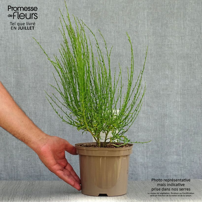 Ejemplar de Retama negra Roter Favorit - Cytisus scoparius Maceta 2L/3L entregado en verano