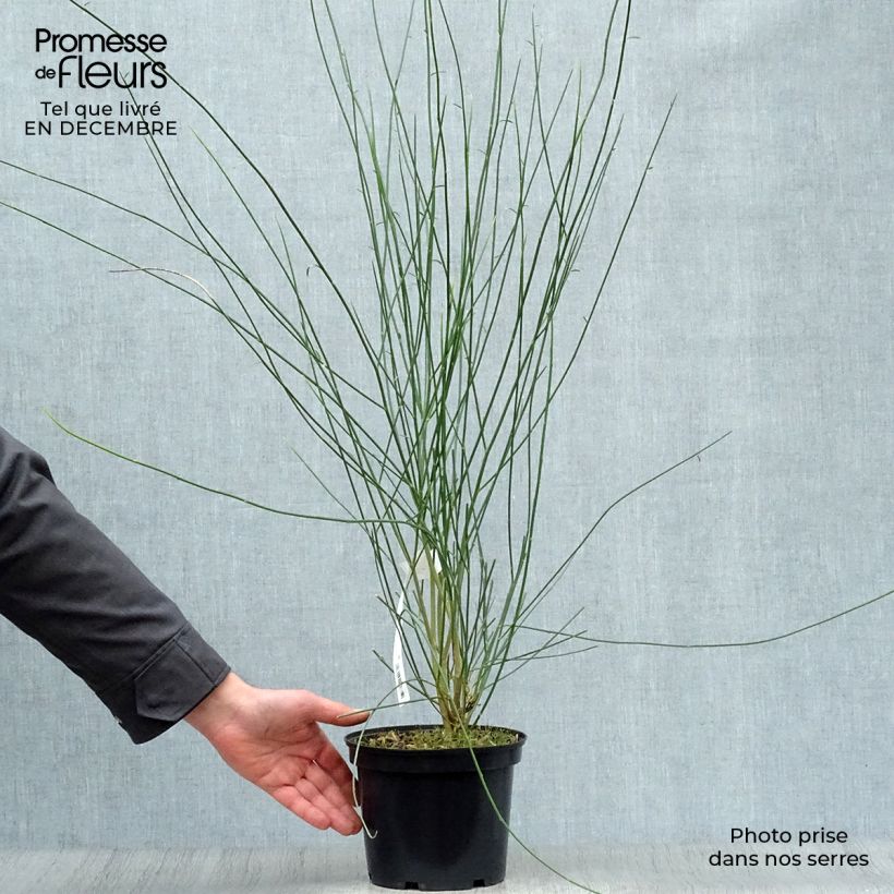 Spartium junceum - Gayomba Maceta 2L/3L Ejemplar entregado en invierno