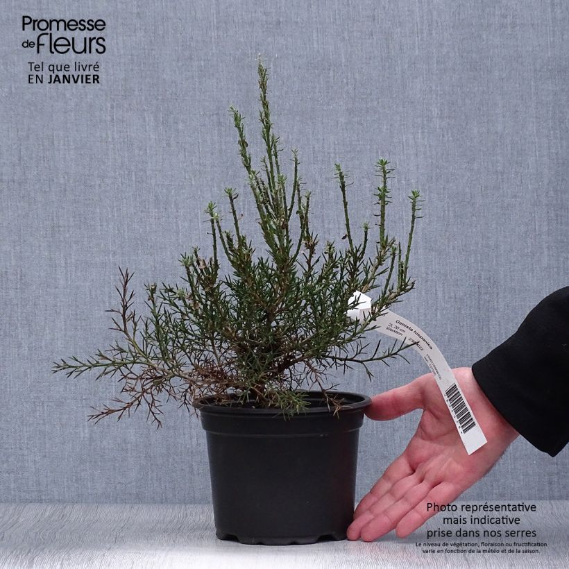 Genista hispanica - Abulaga Maceta 2L/3L Ejemplar entregado en invierno