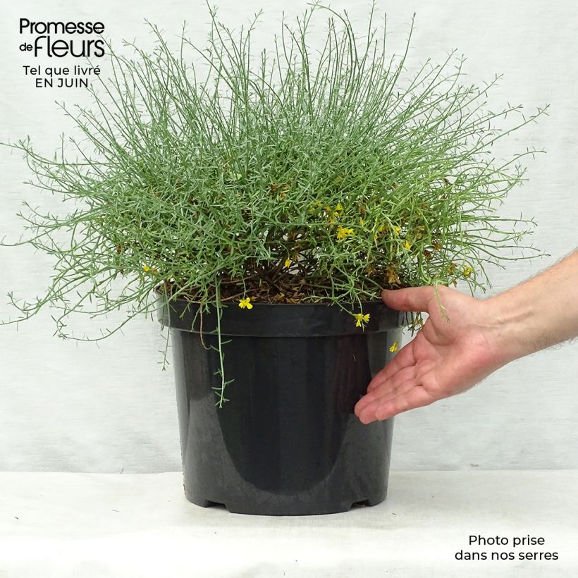 Ejemplar de Genista lydia Maceta 7,5L/10L entregado en verano