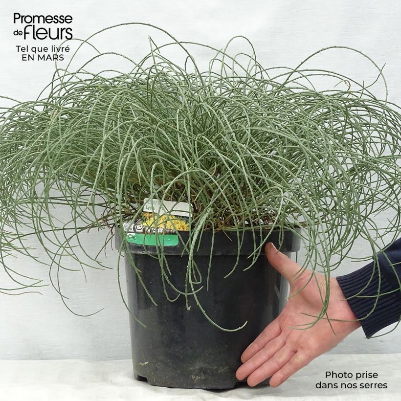 Genista lydia Maceta 7,5L/10L Ejemplar entregado en la primavera