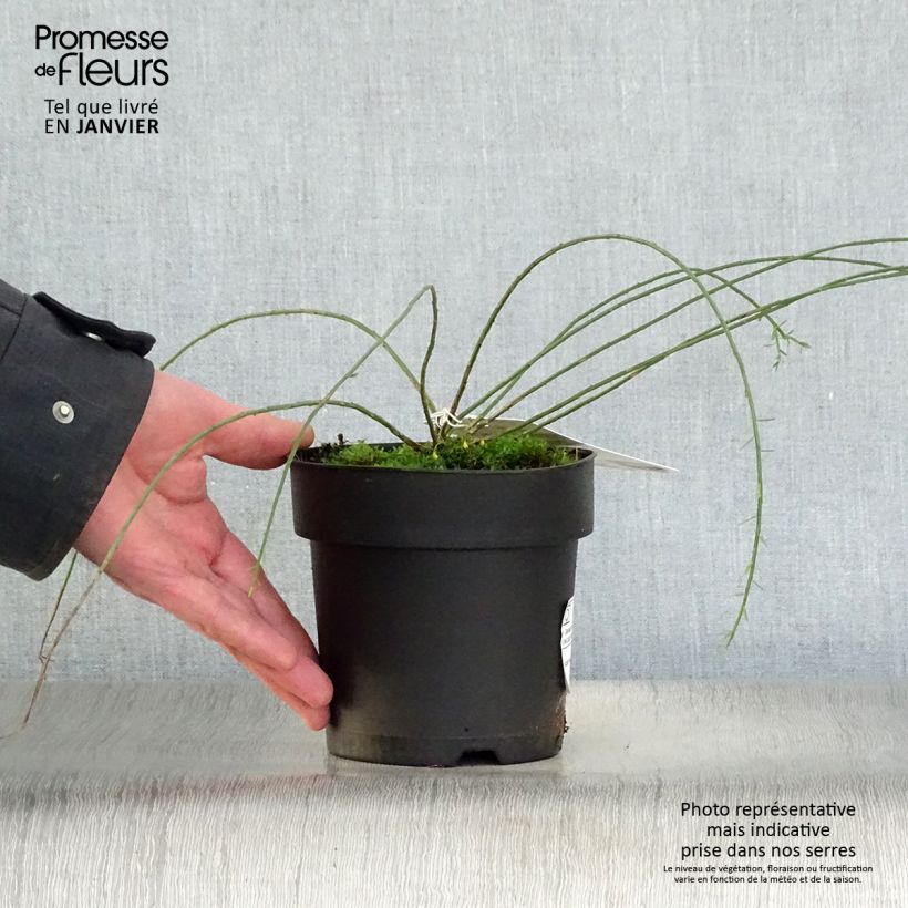 Genista lydia Maceta 1L/1,5L Ejemplar entregado en invierno