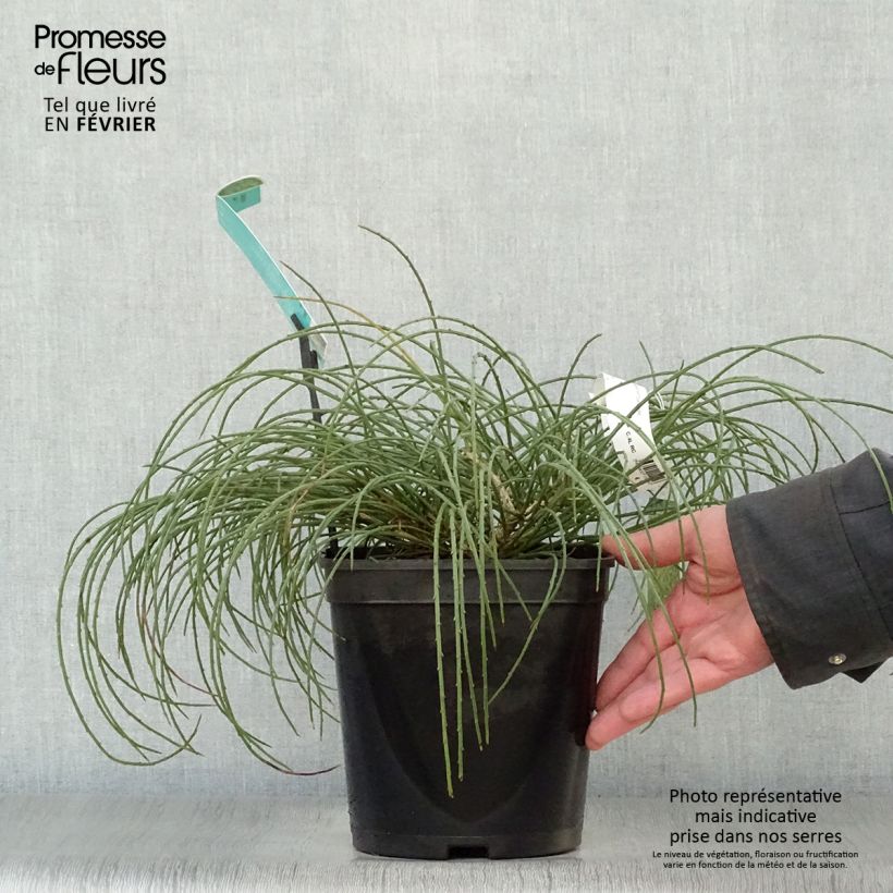 Genista lydia Maceta 3L/4L Ejemplar entregado en invierno