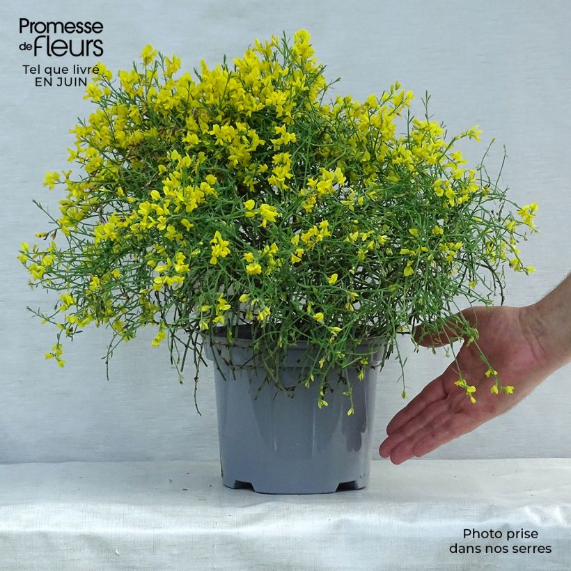 Ejemplar de Genista lydia Maceta 3L/4L entregado en verano