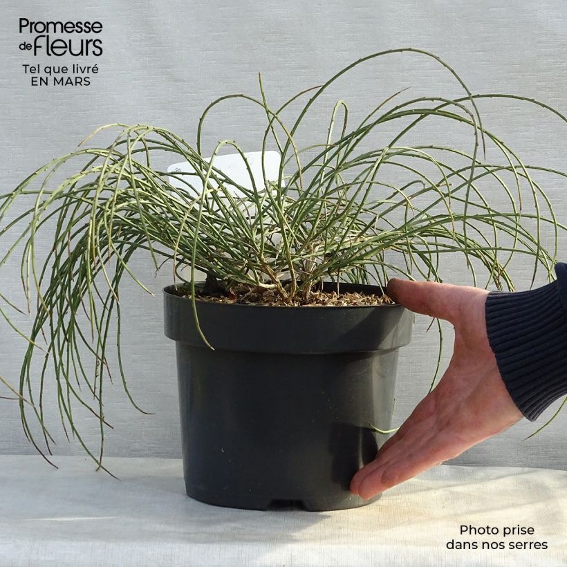 Genista lydia Maceta 3L/4L Ejemplar entregado en la primavera