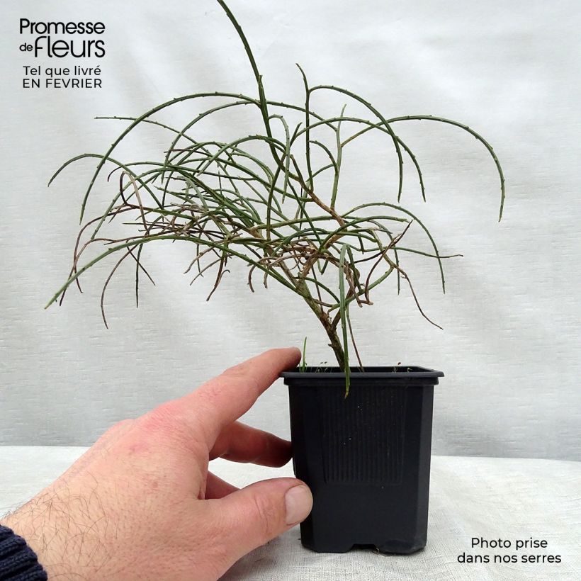 Genista lydia Maceta de 8/9 cm Ejemplar entregado en invierno