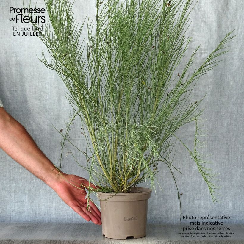 Ejemplar de Cytisus praecox Allgold Maceta 2L/3L entregado en verano
