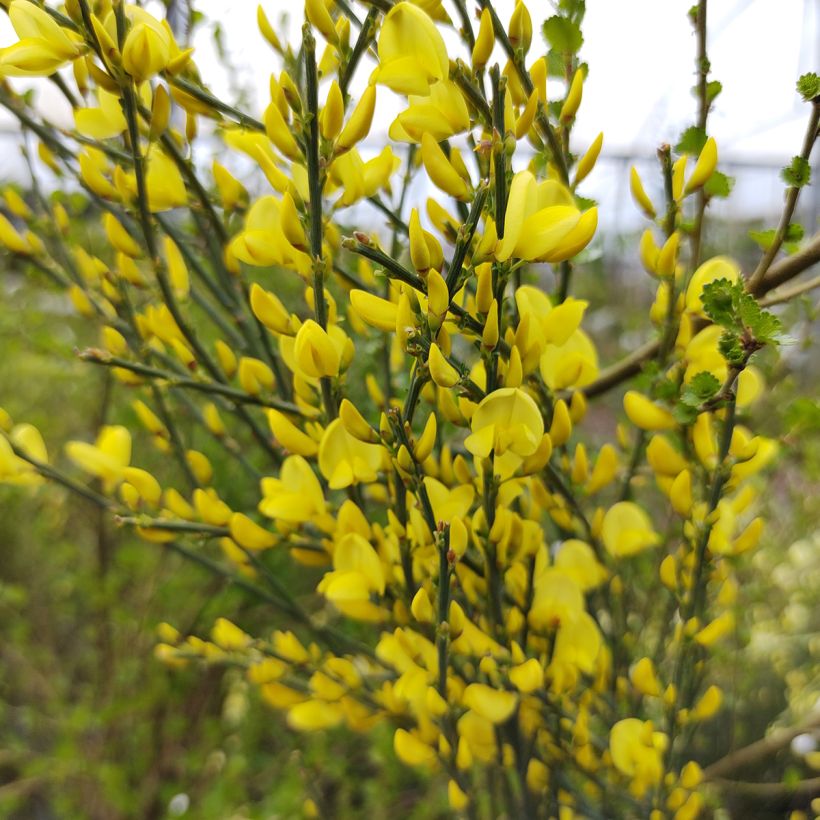 Cytisus praecox Allgold (Floración)