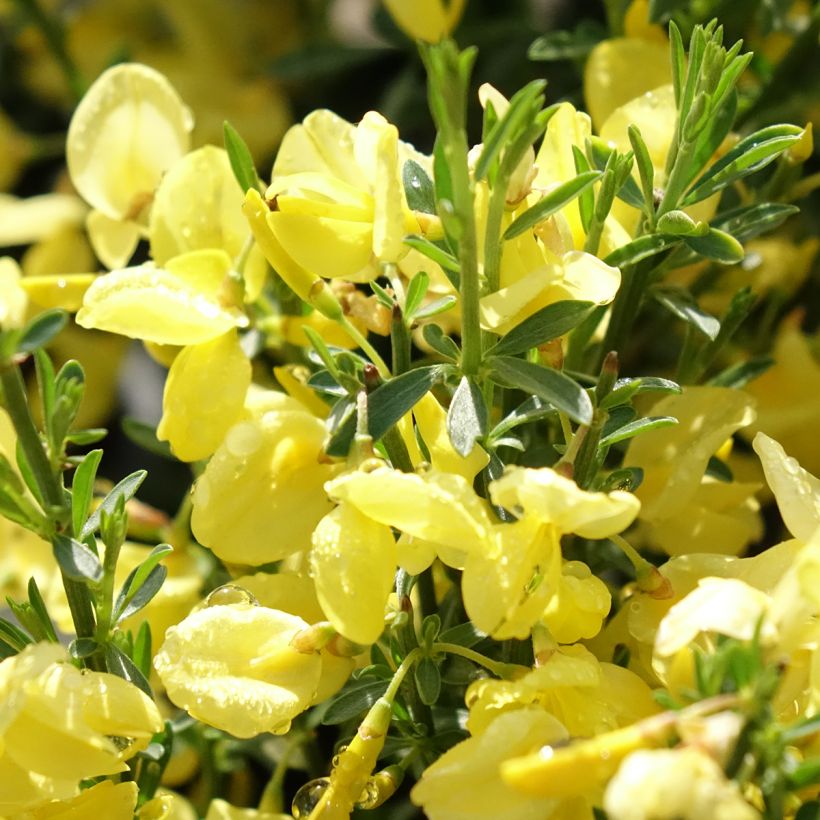 Cytisus praecox Allgold (Floración)