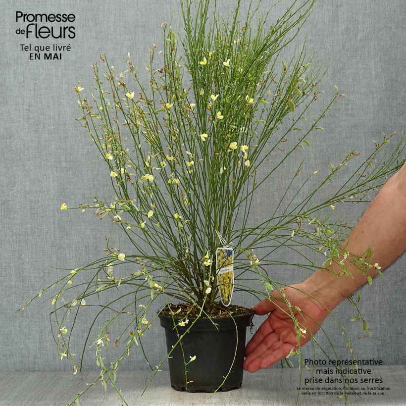Cytisus praecox - Retama de colores Maceta 2L/3L Ejemplar entregado en la primavera