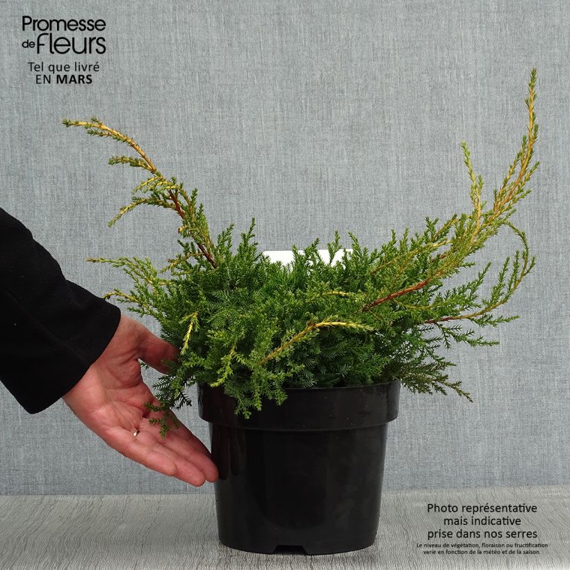 Juniperus pfitzeriana Goldkissen - Enebro híbrido Maceta 2L/3L Ejemplar entregado en invierno