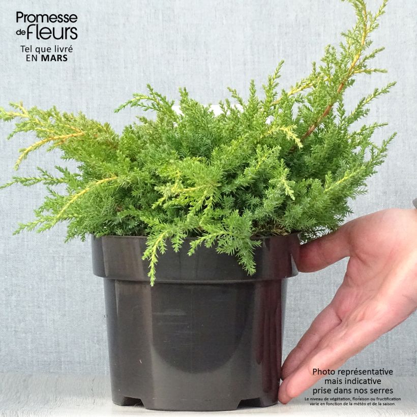 Juniperus pfitzeriana Goldkissen - Enebro híbrido Maceta 2L/3L Ejemplar entregado en la primavera
