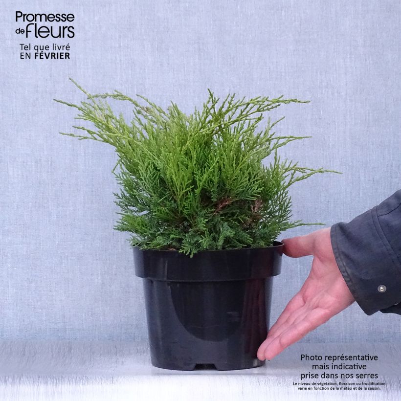 Juniperus pfitzeriana Old Gold - Enebro híbrido Maceta 2L/3L Ejemplar entregado en invierno