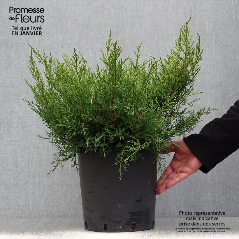 Juniperus pfitzeriana Old Gold - Enebro híbrido Maceta 7,5L/10L Ejemplar entregado en invierno