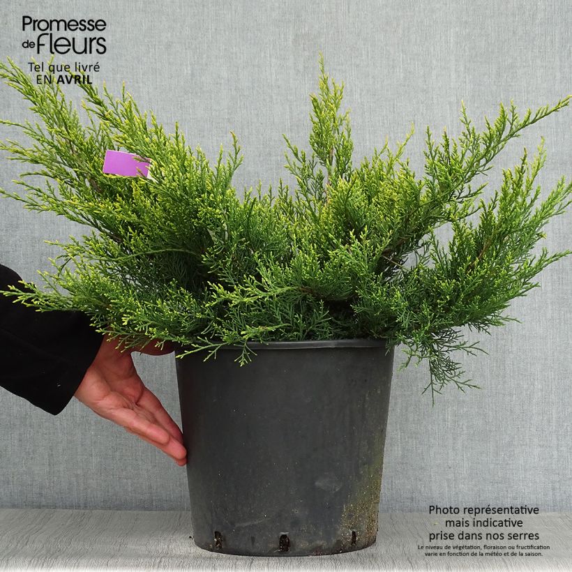 Juniperus pfitzeriana Old Gold - Enebro híbrido Maceta 7,5L/10L Ejemplar entregado en la primavera