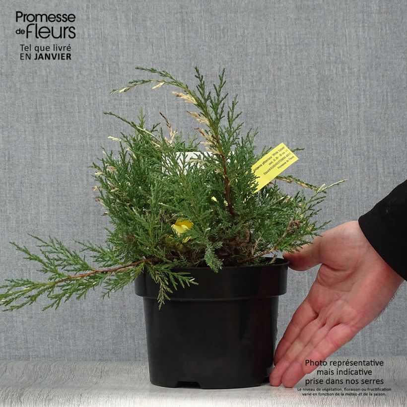Juniperus pfitzeriana White Splash - Enebro híbrido Maceta 2L/3L Ejemplar entregado en invierno