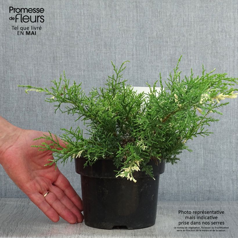 Juniperus pfitzeriana White Splash - Enebro híbrido Maceta 2L/3L Ejemplar entregado en la primavera