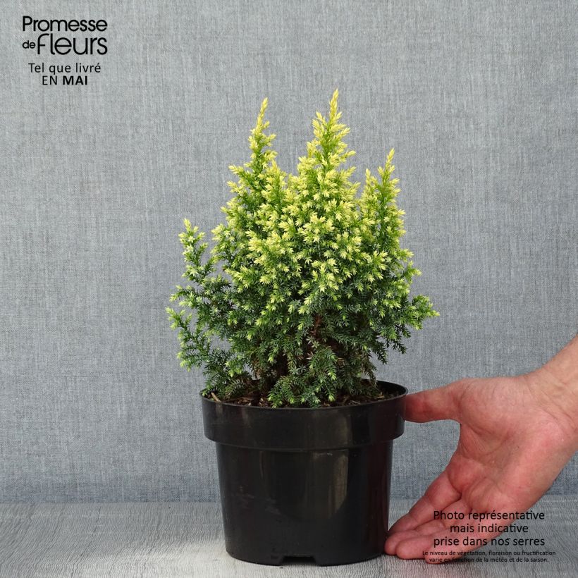 Juniperus pingii Hulsdonk Yellow - Enebro Maceta 2L/3L Ejemplar entregado en la primavera