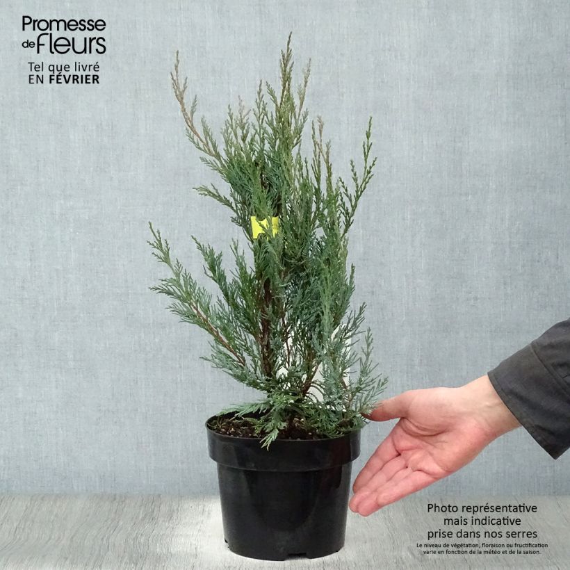 Juniperus scopulorum Moonglow - Enebro de las Rocallosas Maceta 2L/3L Ejemplar entregado en invierno