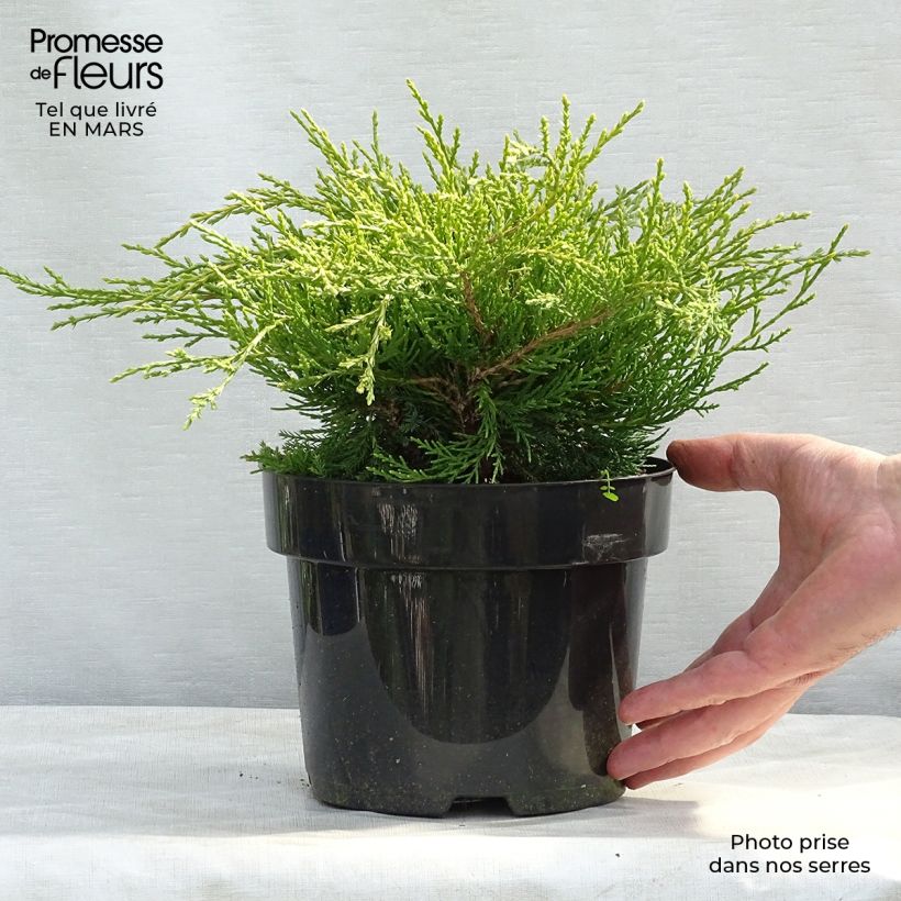 Juniperus pfitzeriana Gold Coast - Enebro híbrido Maceta 2L/3L Ejemplar entregado en la primavera