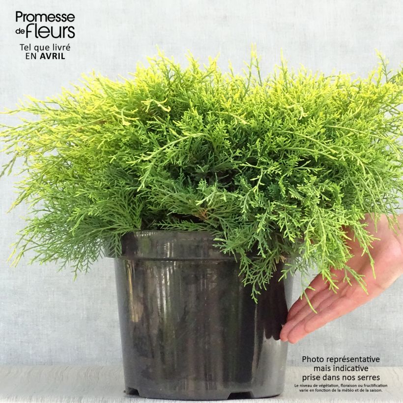 Juniperus pfitzeriana Gold Coast - Enebro híbrido Maceta 7,5L/10L Ejemplar entregado en la primavera