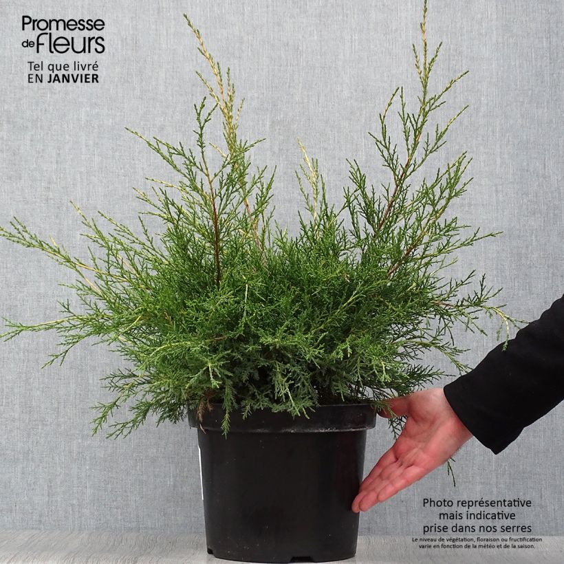 Juniperus pfitzeriana Gold Star - Enebro híbrido Maceta 7,5L/10L Ejemplar entregado en invierno