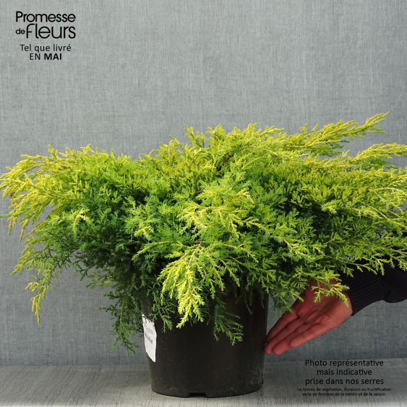 Juniperus pfitzeriana Gold Star - Enebro híbrido Maceta 7,5L/10L Ejemplar entregado en la primavera