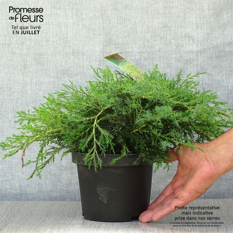 Ejemplar de Juniperus media Pfitzeriana Aurea - Enebro híbrido Maceta 2L/3L entregado en verano