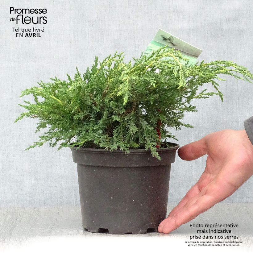 Juniperus media Pfitzeriana Aurea - Enebro híbrido Maceta 2L/3L Ejemplar entregado en la primavera