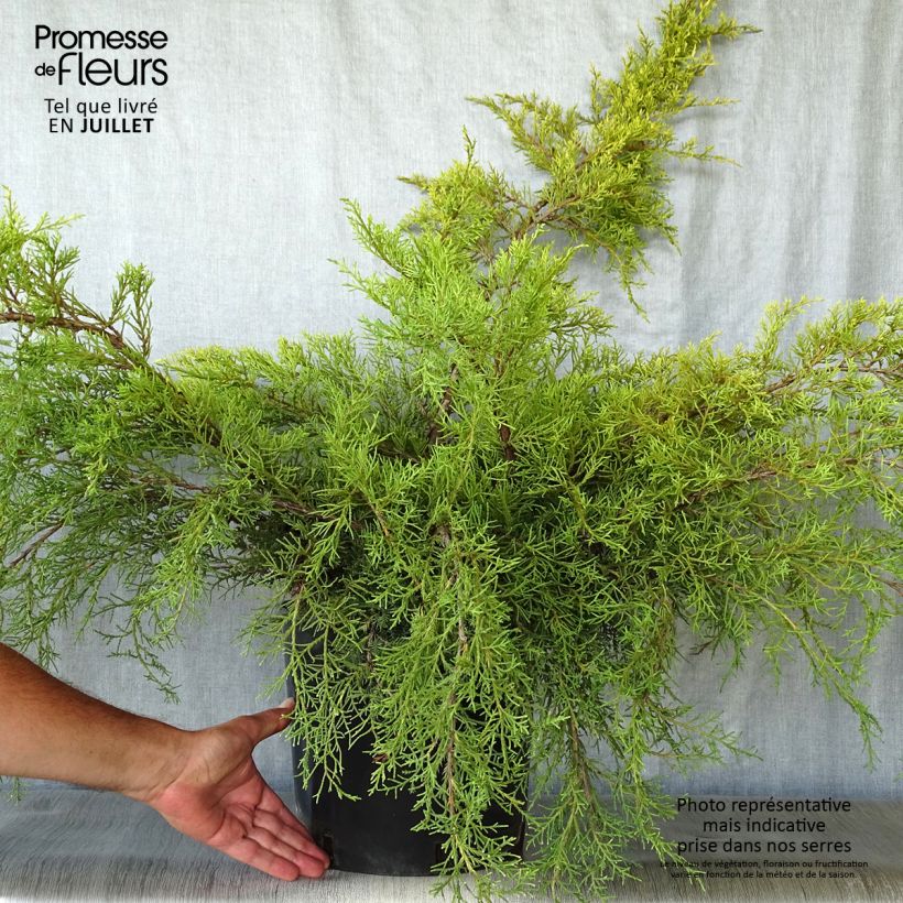 Ejemplar de Juniperus media Pfitzeriana Aurea - Enebro híbrido Maceta 7,5L/10L entregado en verano
