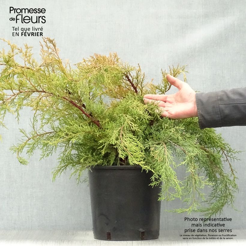 Juniperus media Pfitzeriana Aurea - Enebro híbrido Maceta 7,5L/10L Ejemplar entregado en invierno