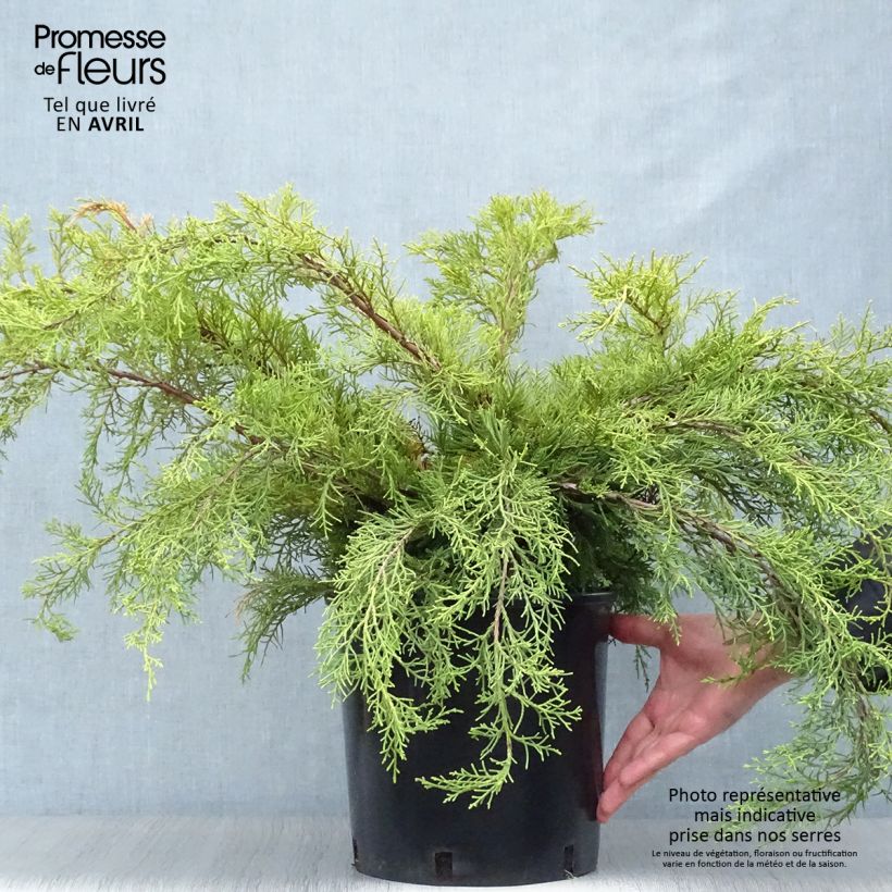 Juniperus media Pfitzeriana Aurea - Enebro híbrido Maceta 7,5L/10L Ejemplar entregado en la primavera