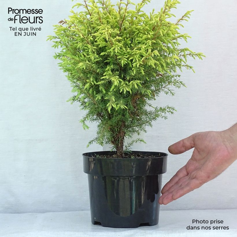 Ejemplar de Juniperus communis Gold Cone - Enebro común Maceta 2L/3L entregado en verano