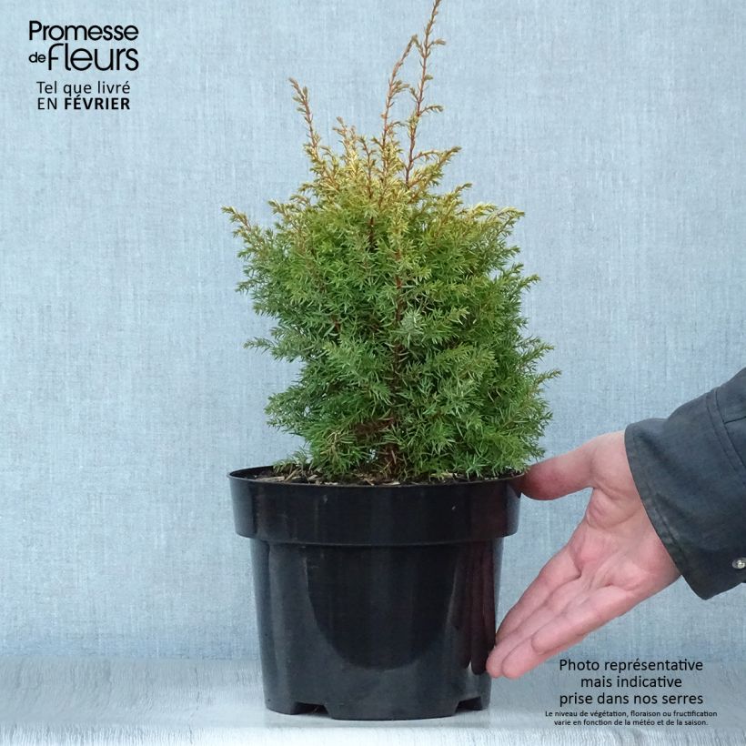 Juniperus communis Gold Cone - Enebro común Maceta 2L/3L Ejemplar entregado en invierno