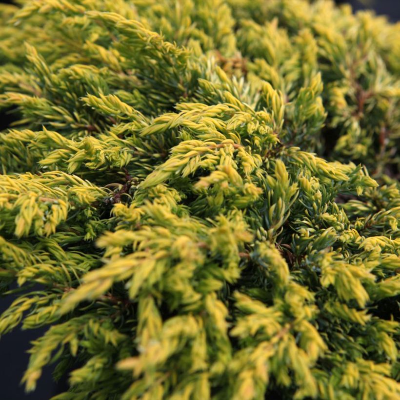 Juniperus communis Goldschatz - Enebro común (Follaje)
