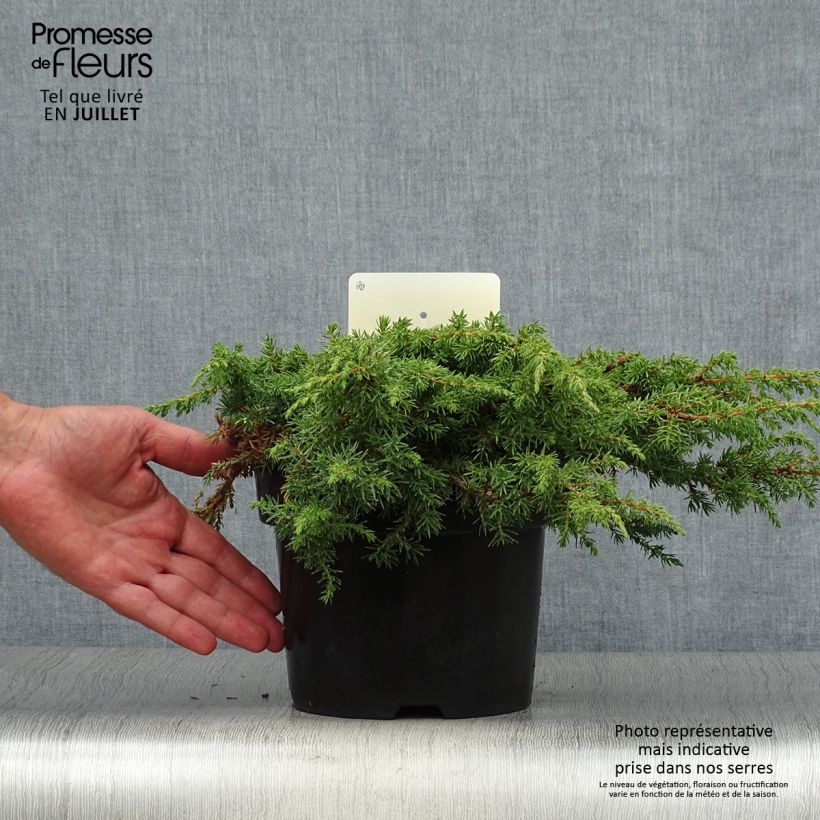 Ejemplar de Juniperus communis Green Carpet - Enebro común Maceta 2L/3L entregado en verano