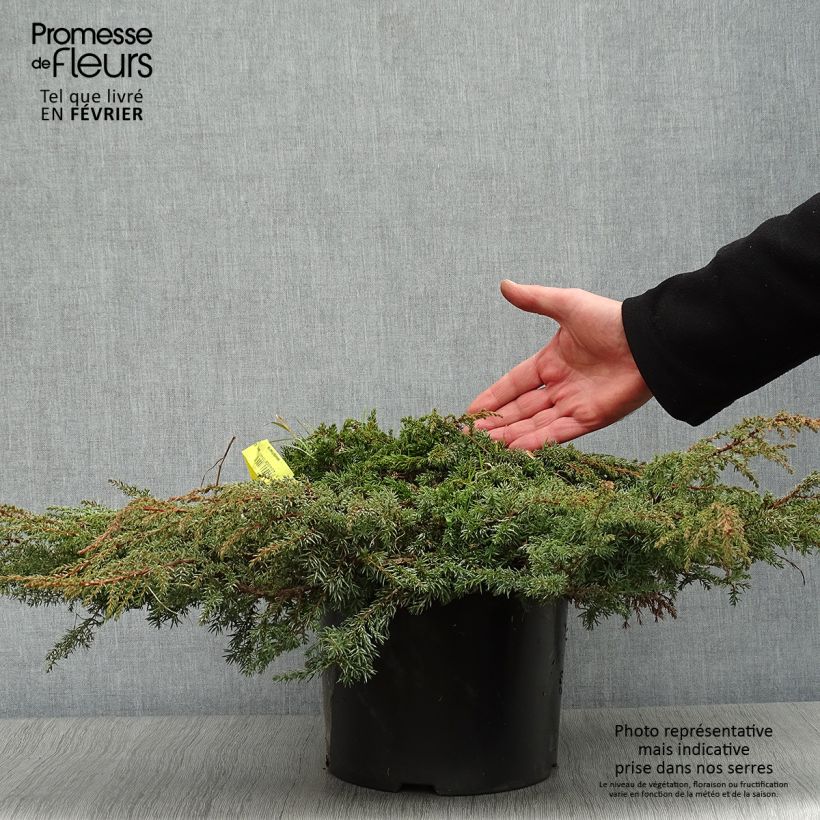 Juniperus communis Green Carpet - Enebro común Maceta 7,5L/10L Ejemplar entregado en invierno