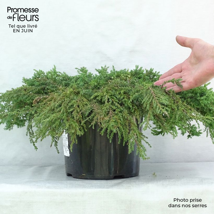 Ejemplar de Juniperus communis Green Carpet - Enebro común Maceta 7,5L/10L entregado en verano